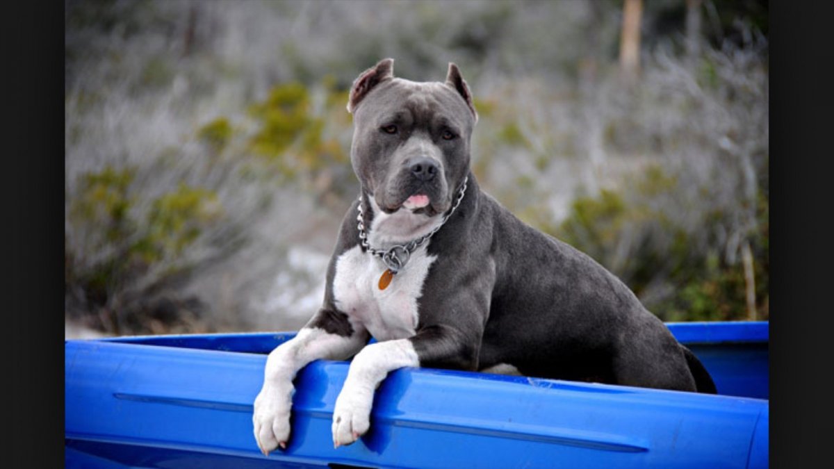 Питбуль и Стаффорд смесь