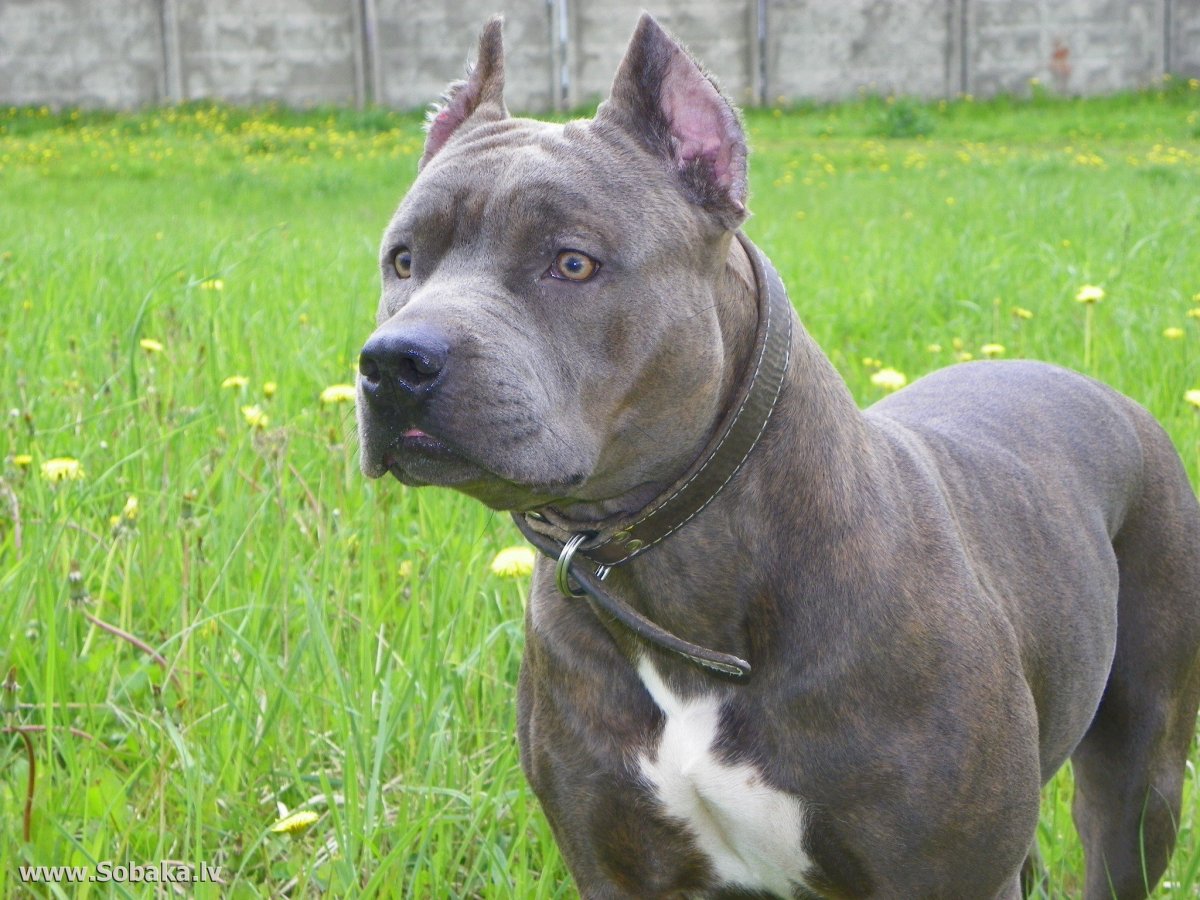 Аргентинский стаффордширский терьер