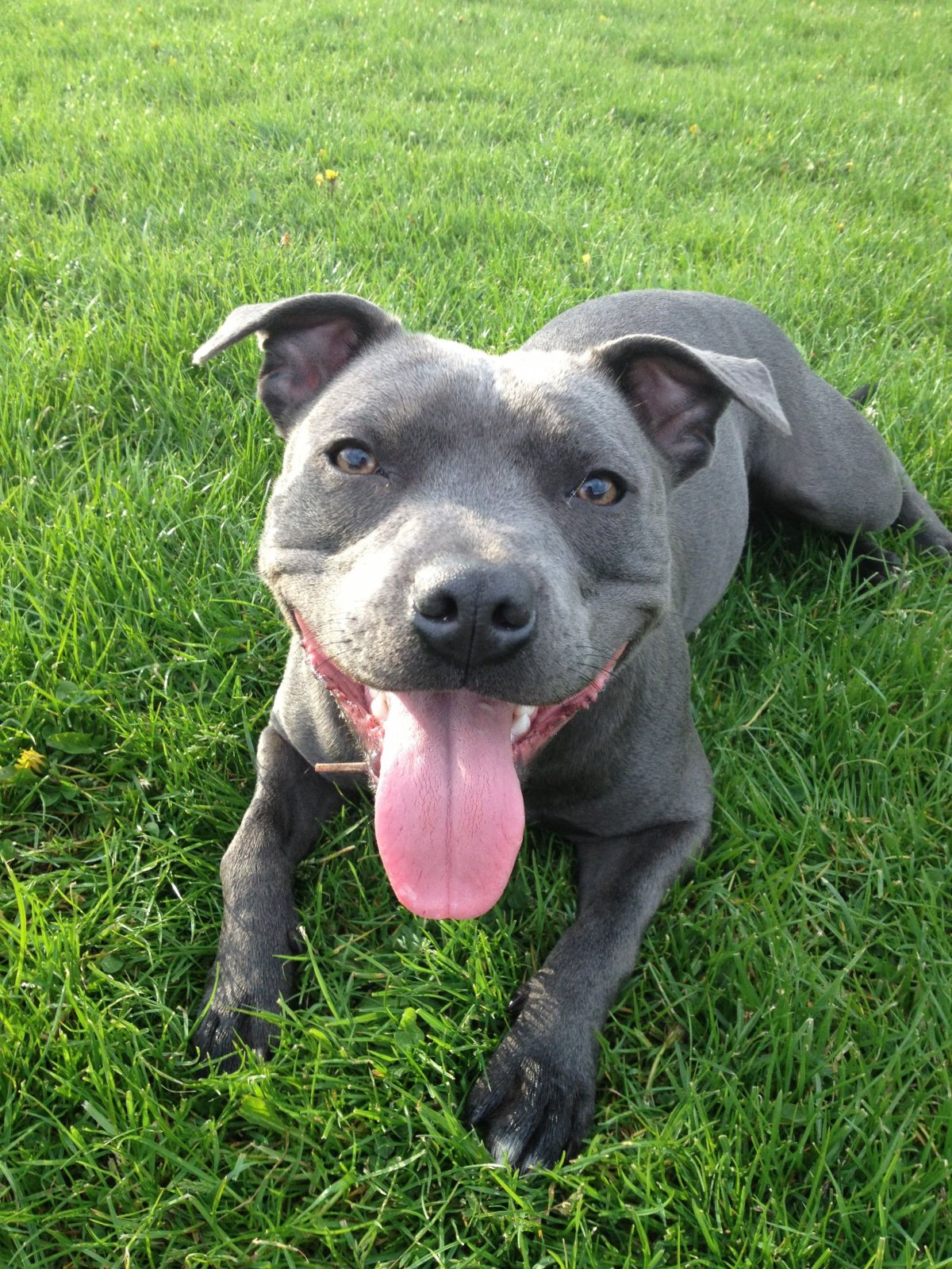 Американский стаффордширский терьер серый