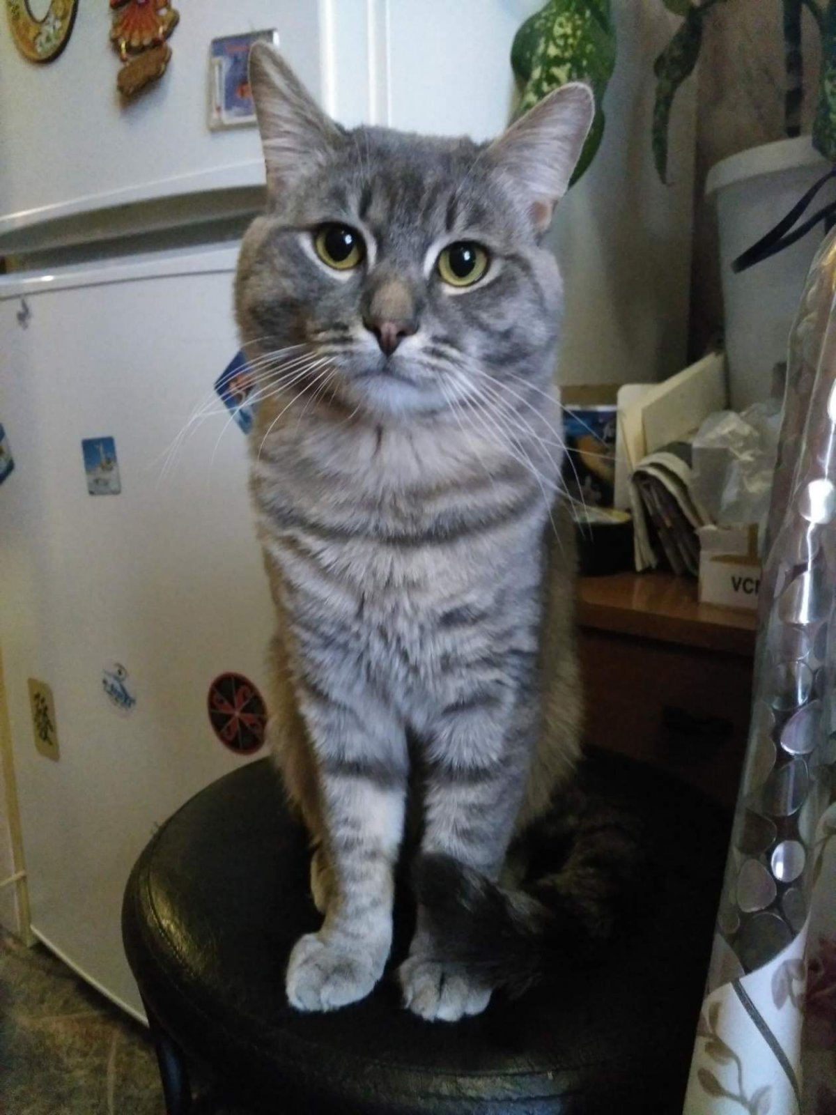 Кот метис серый