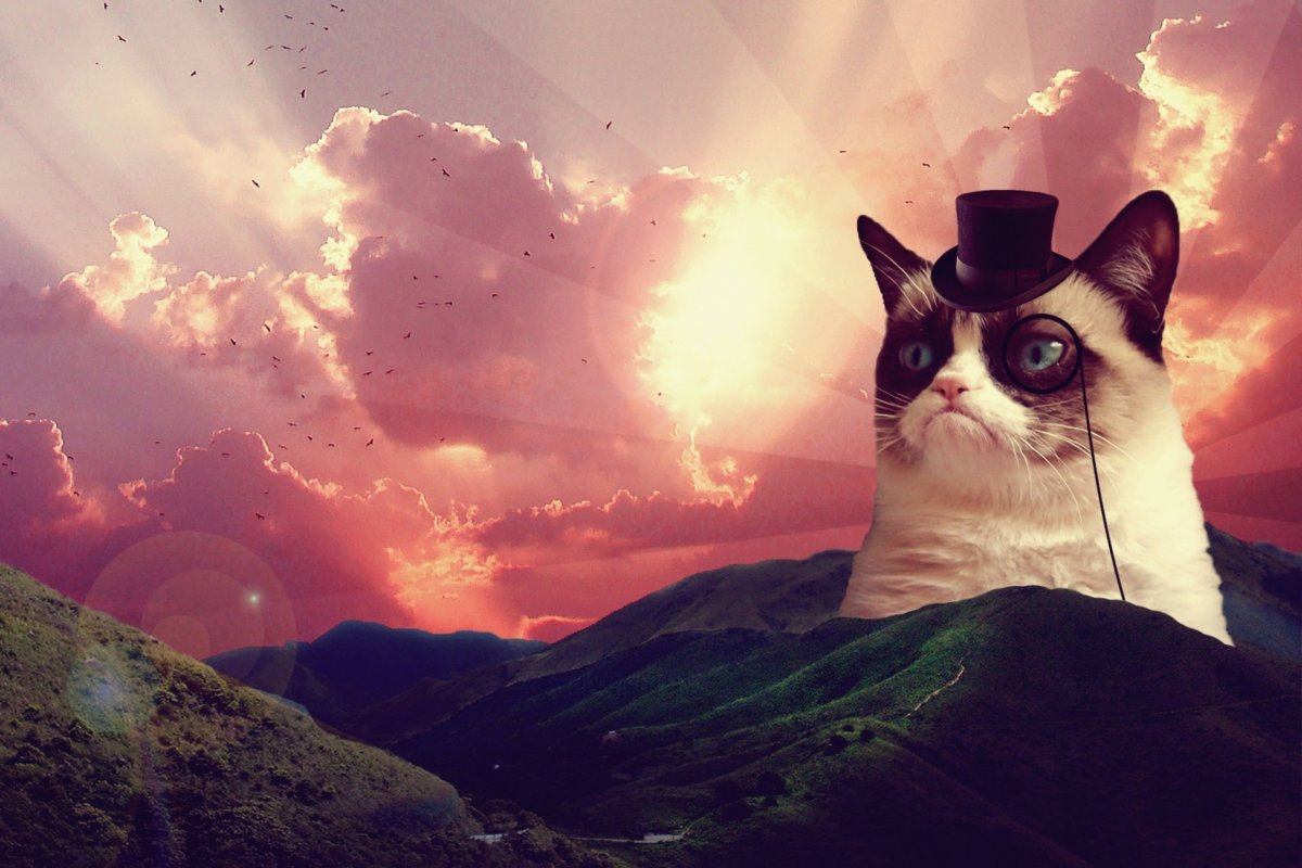 Кот на рабочий стол