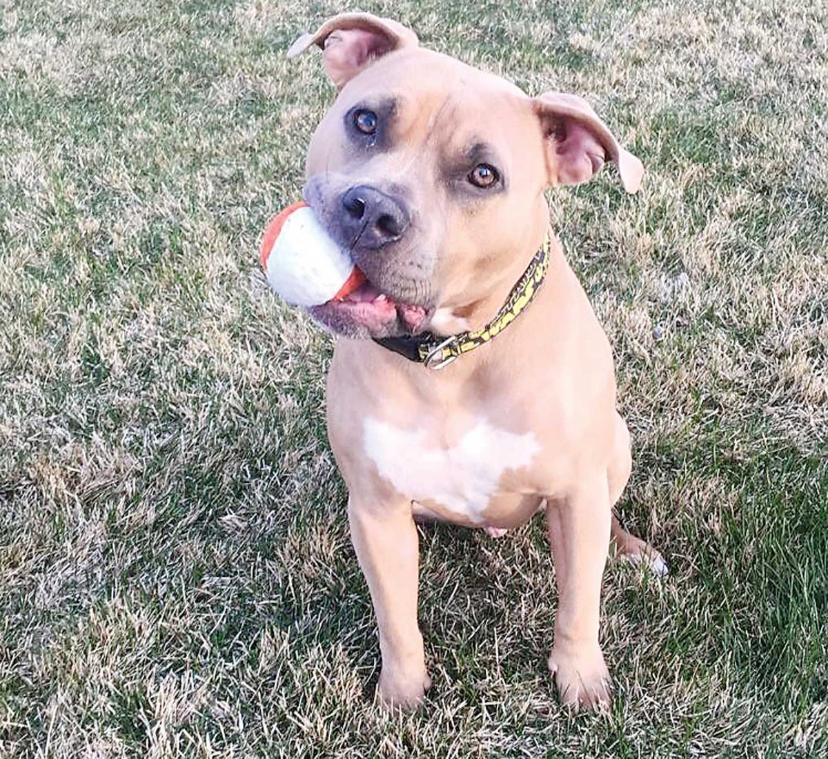 Питбуль Лилу