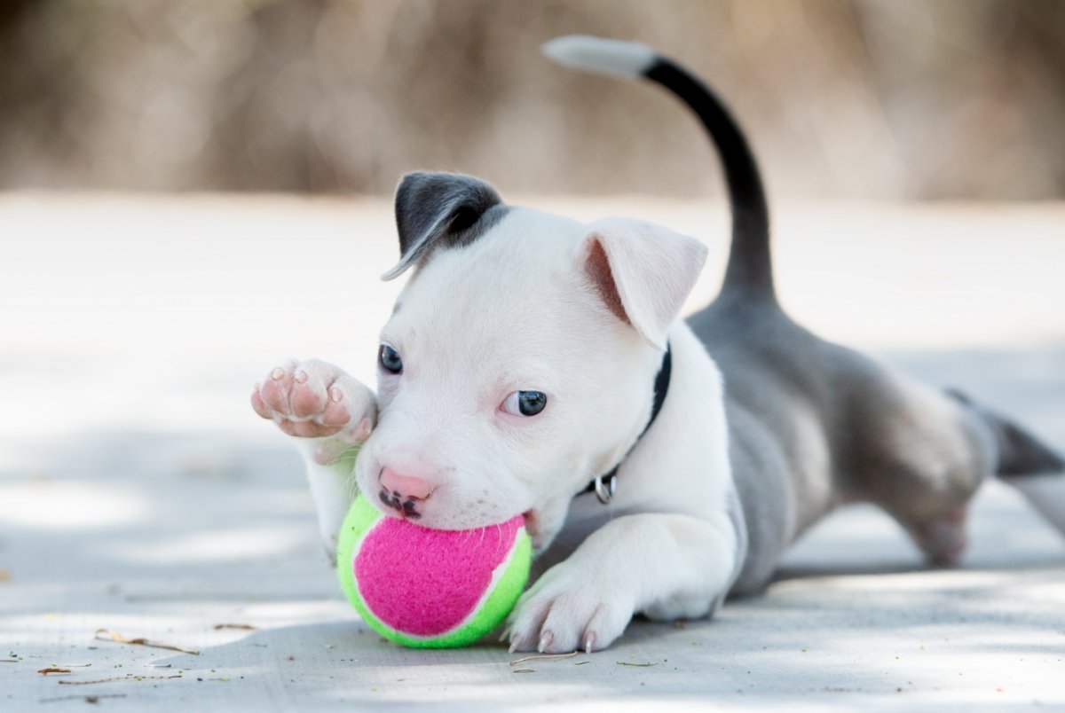 Кубинский тигровый питбуль