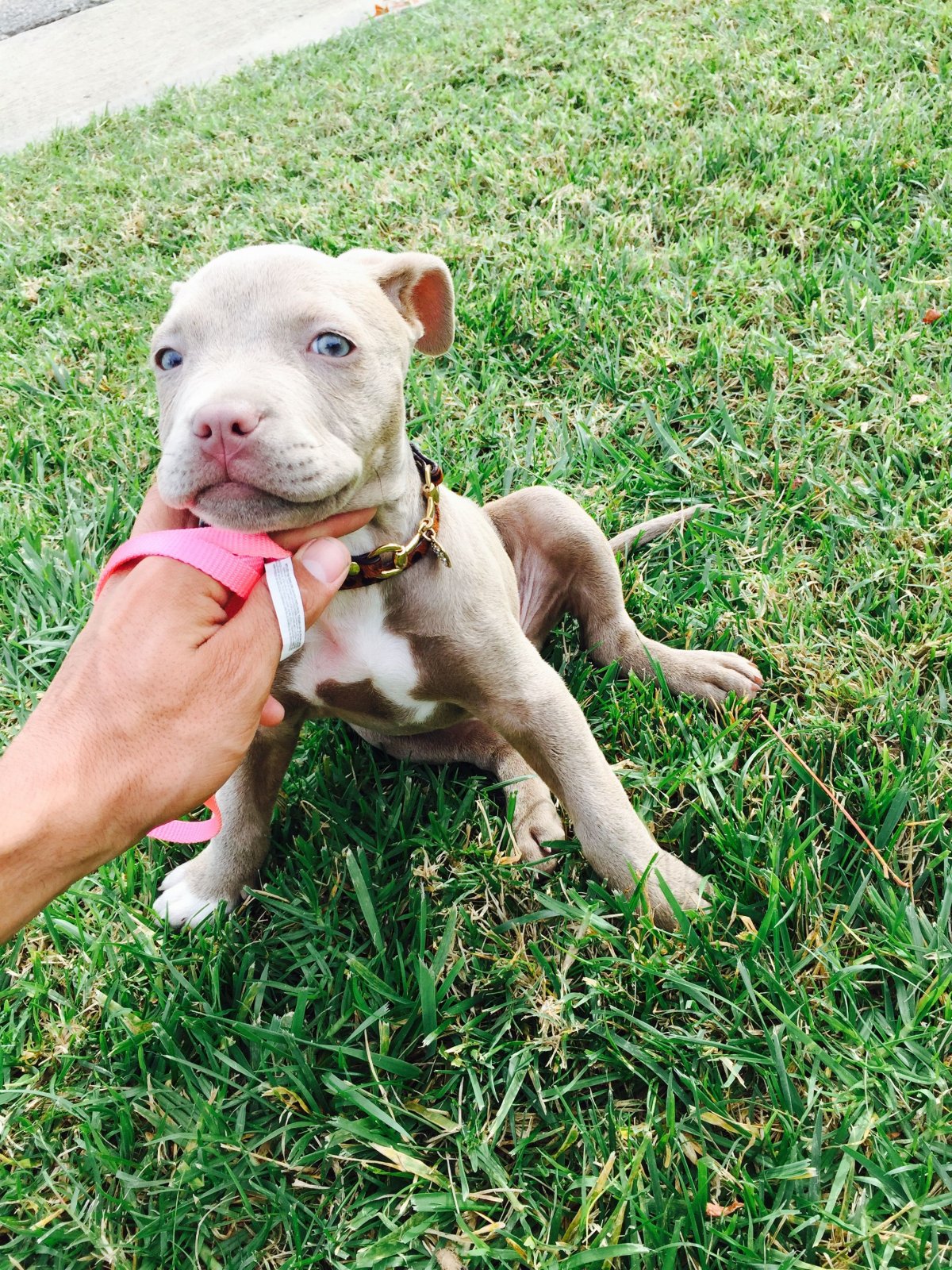 Американский питбуль девочка