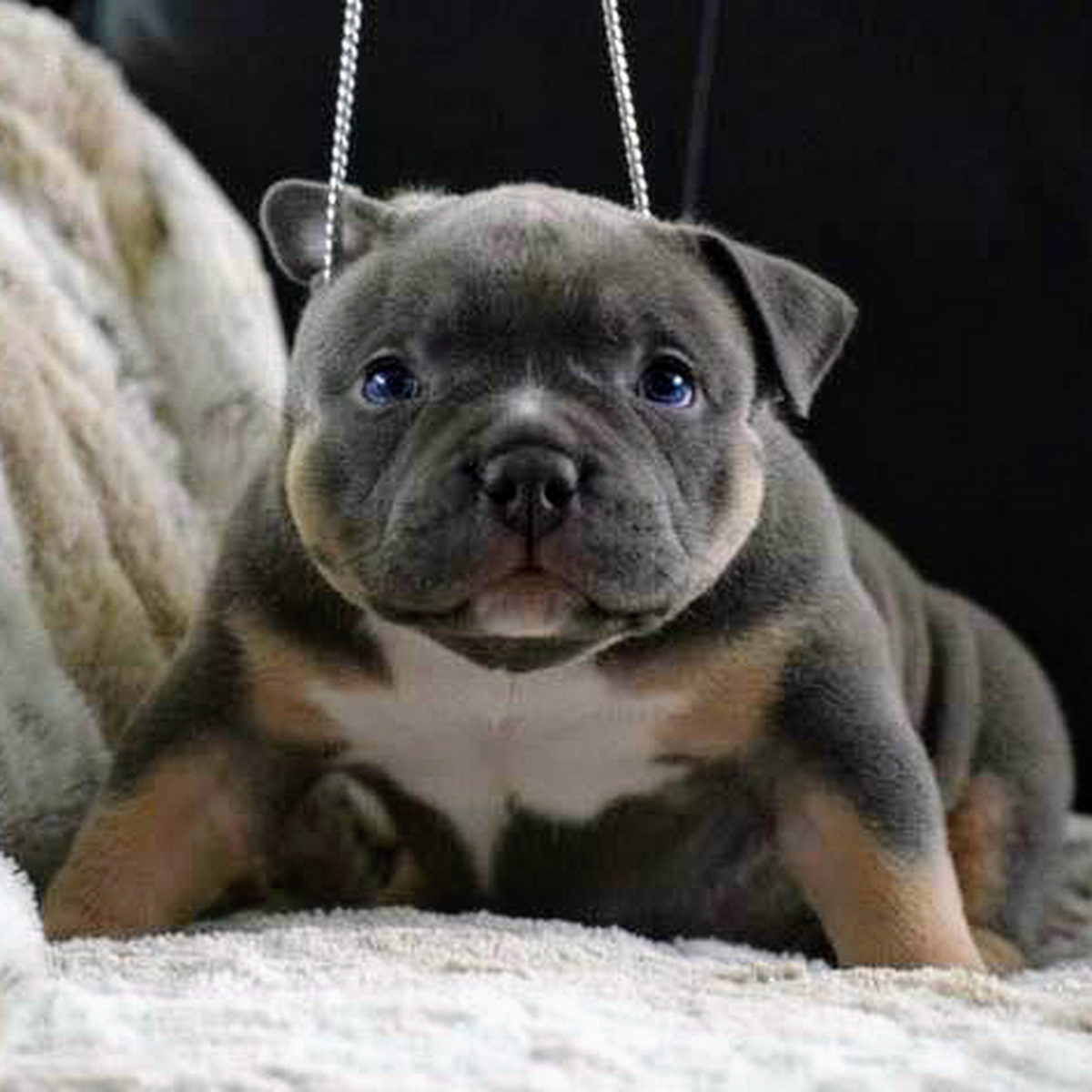 Питбуль дома