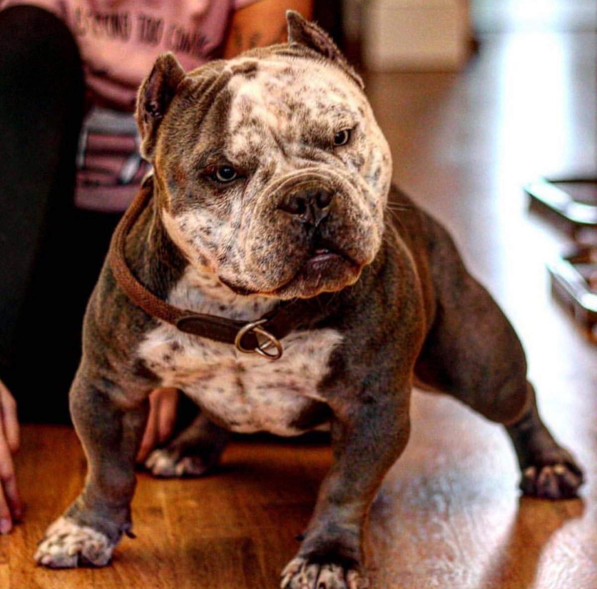 Бультерьер злой Бойцовский