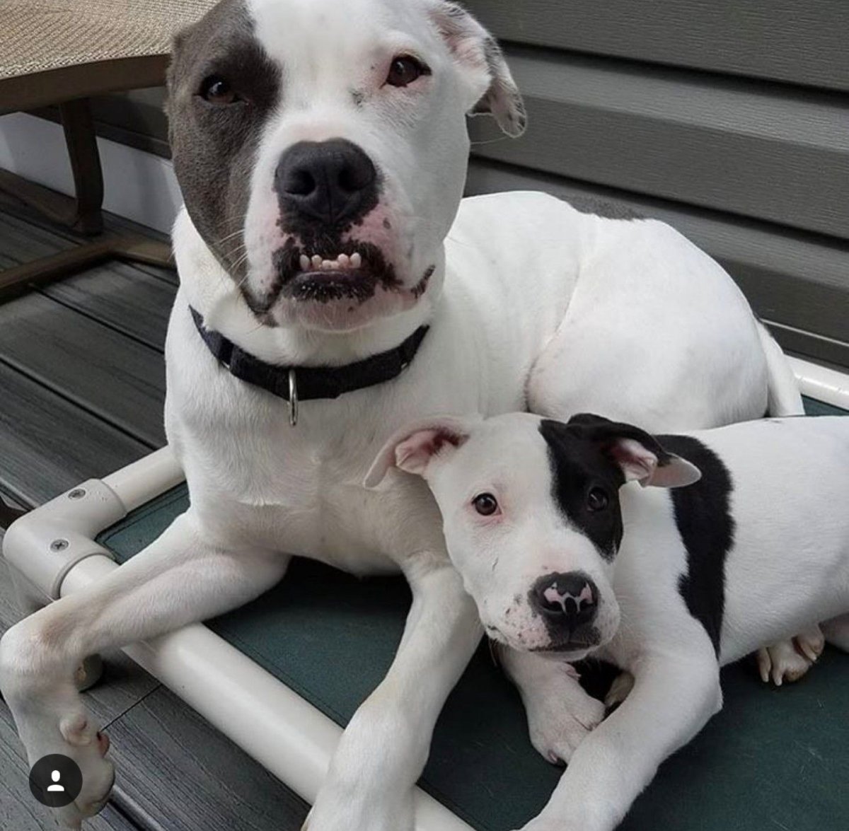 Американские булли пикет