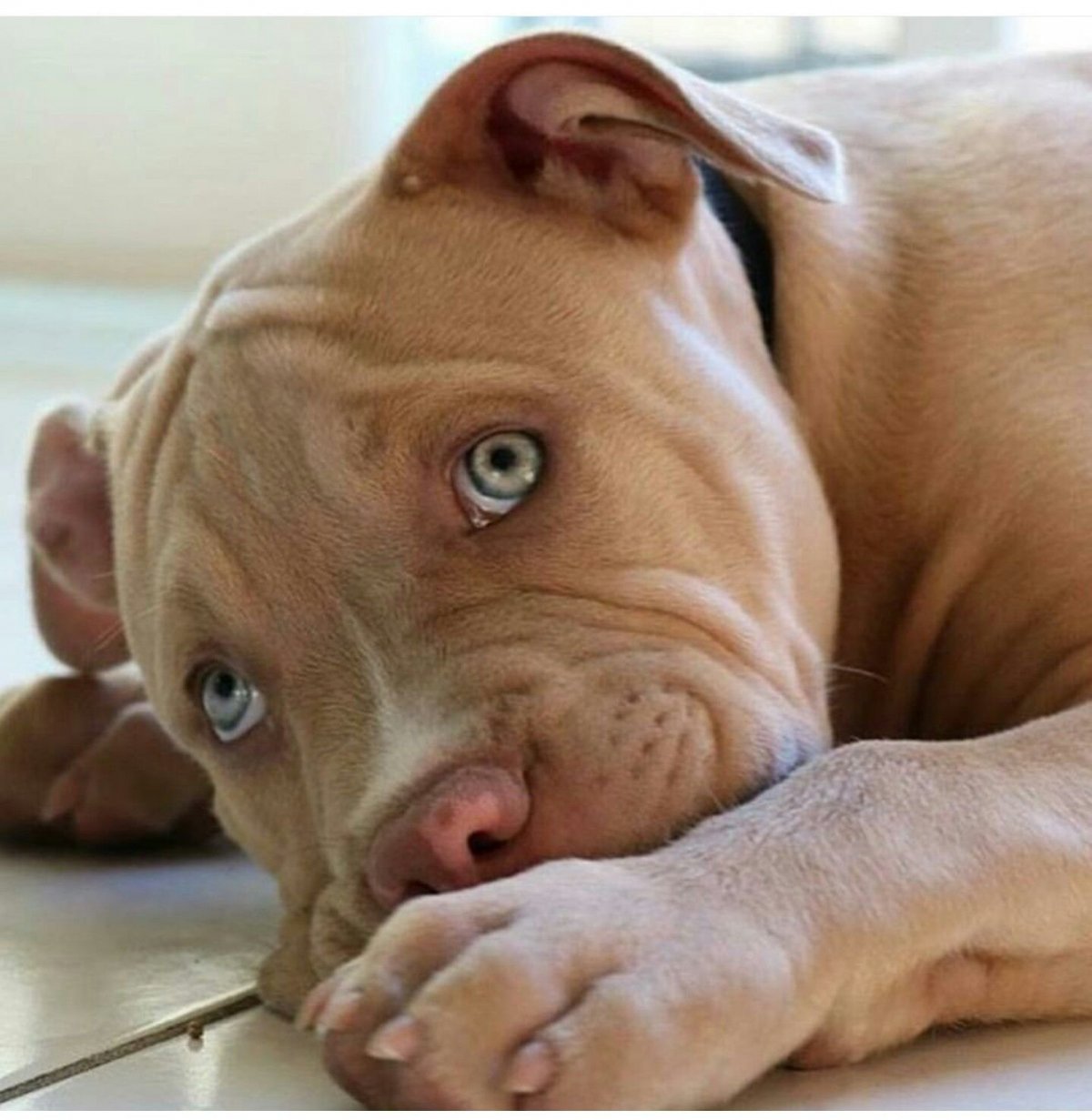 Прайтер терьер