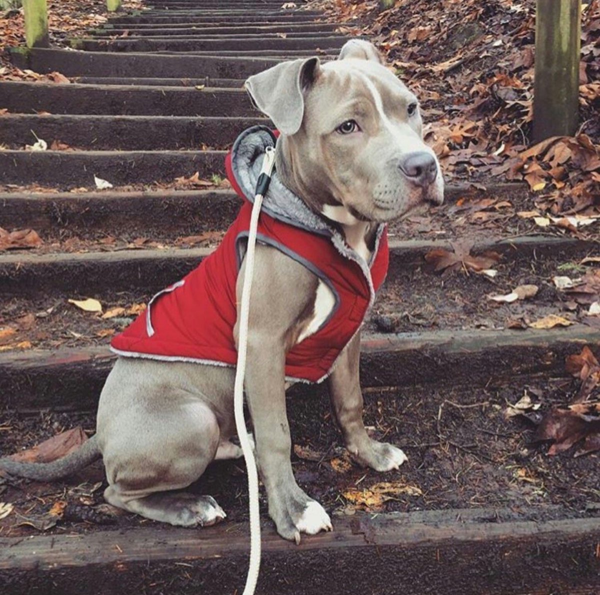 Американский булли покет голубой