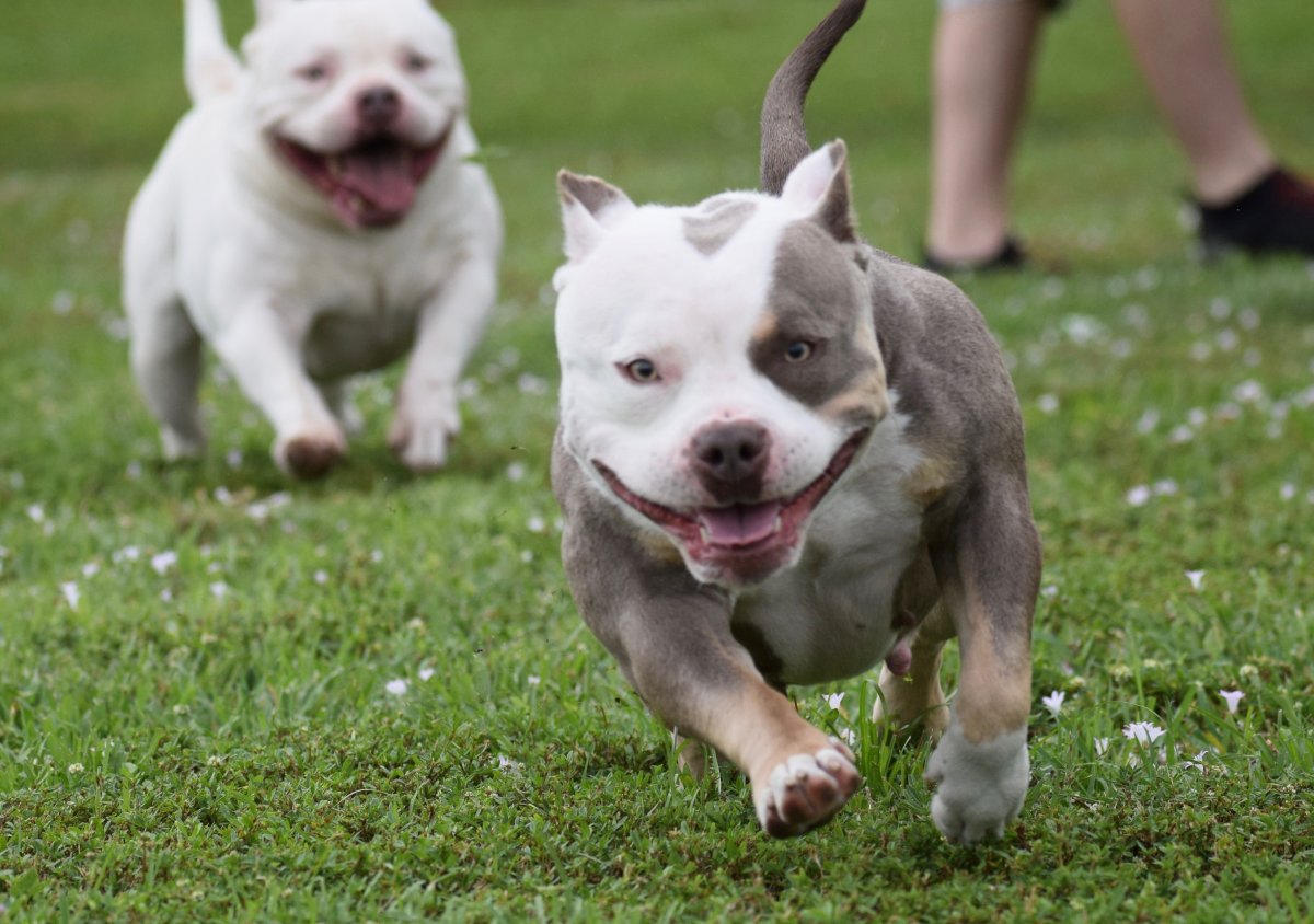 Собака бультерьер щенок