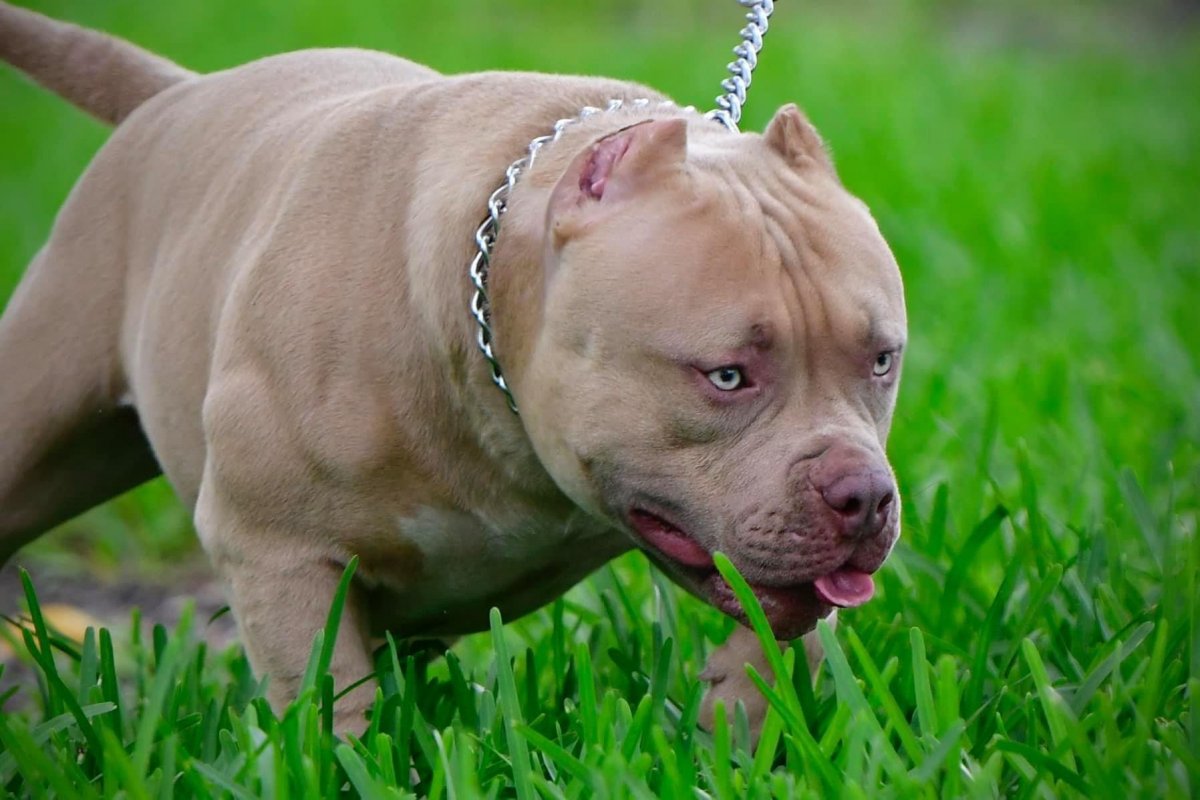 Питбуль породы Victoria