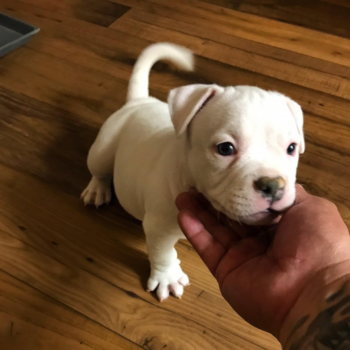 Питбуль амстафф бультерьер щенок