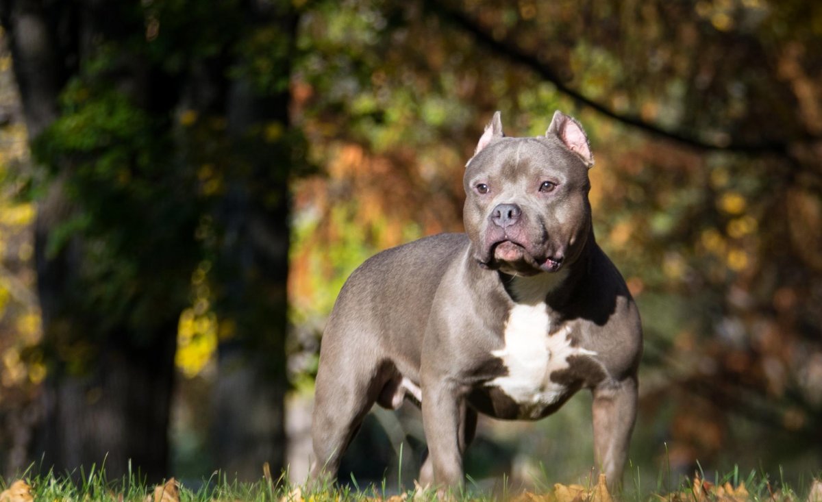 Американский булли покет стандарт