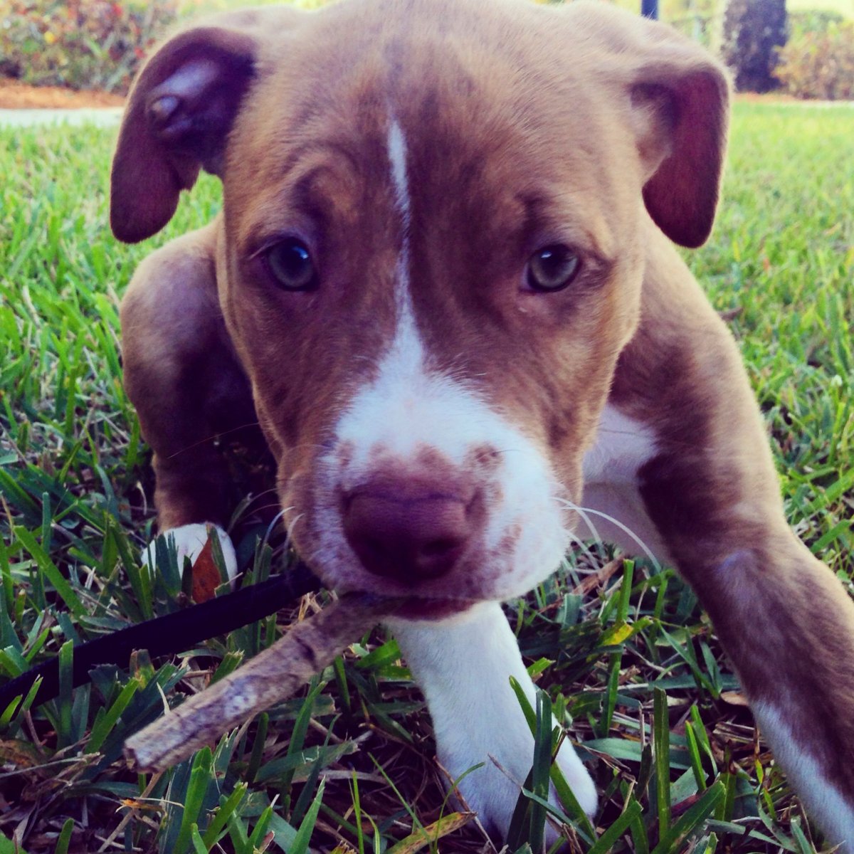 Стаффордширский терьер Триколор