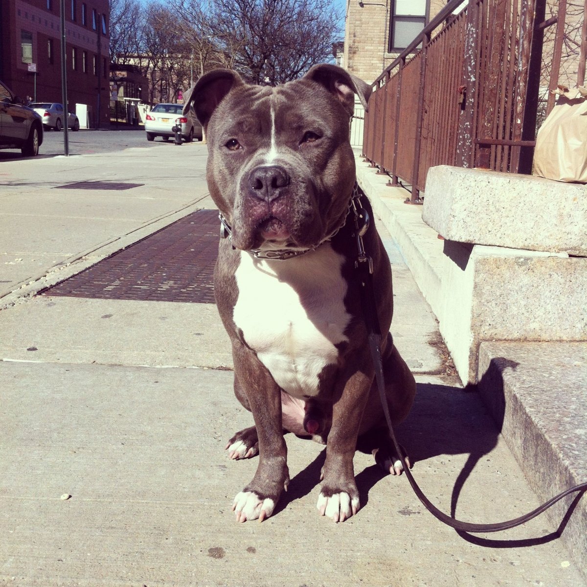 Мини питбуль черный