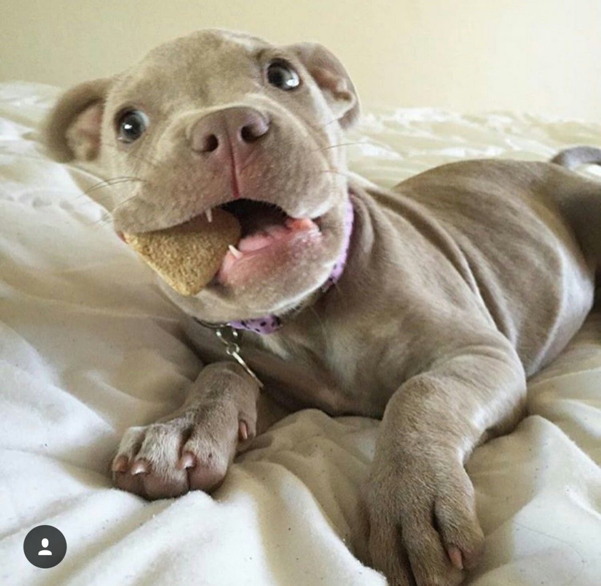 Питбуль Стив