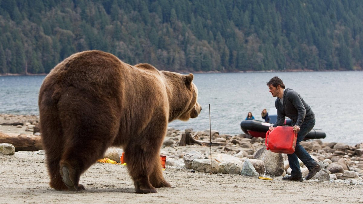 Бурый медведь Кадьяк