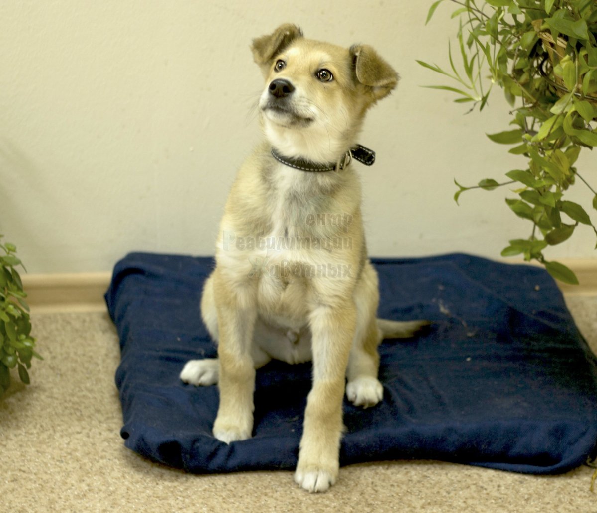 Добрая дворняжка