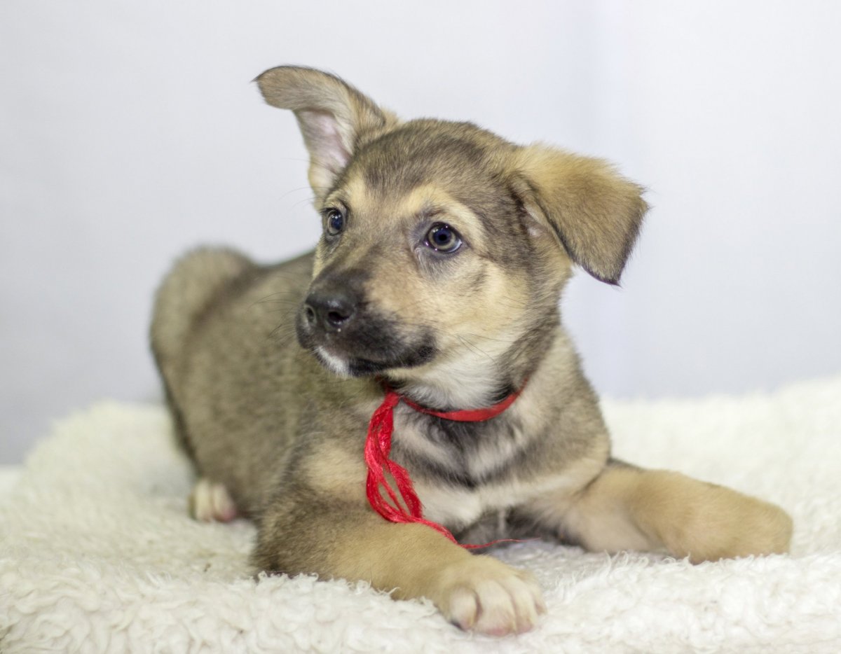 Щенок дворняжки 2 месяца