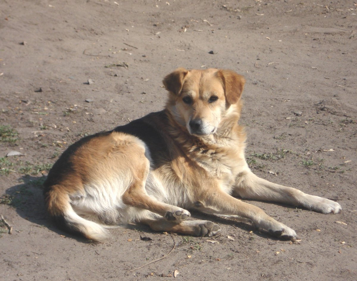 Бездомные собаки
