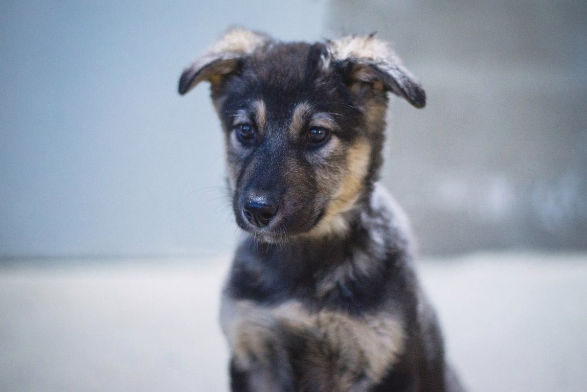 День дворняжки