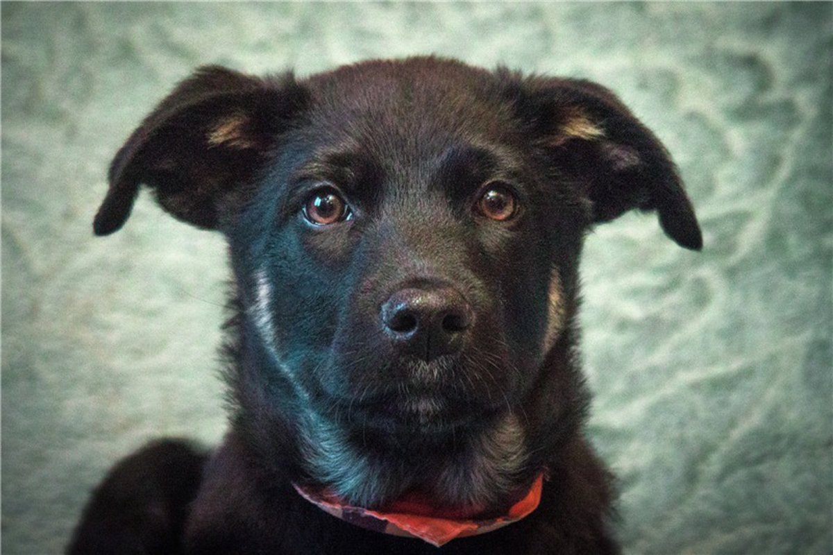 Бездомные собаки