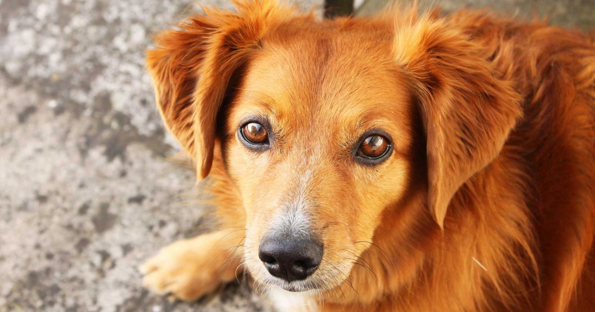 Приют для собак