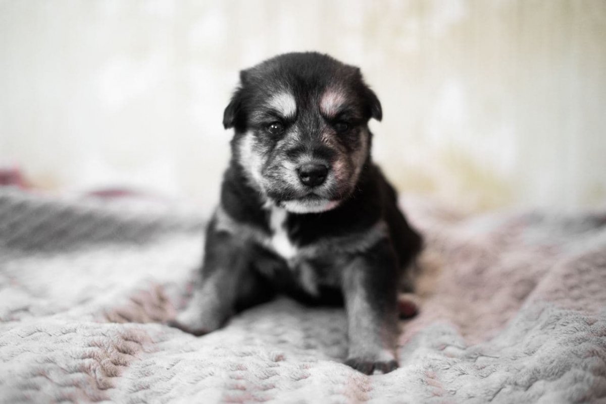 Беспородная собака дворняжка маленькая