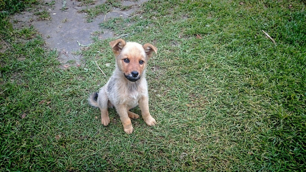 Маленькие собачки дворняжки