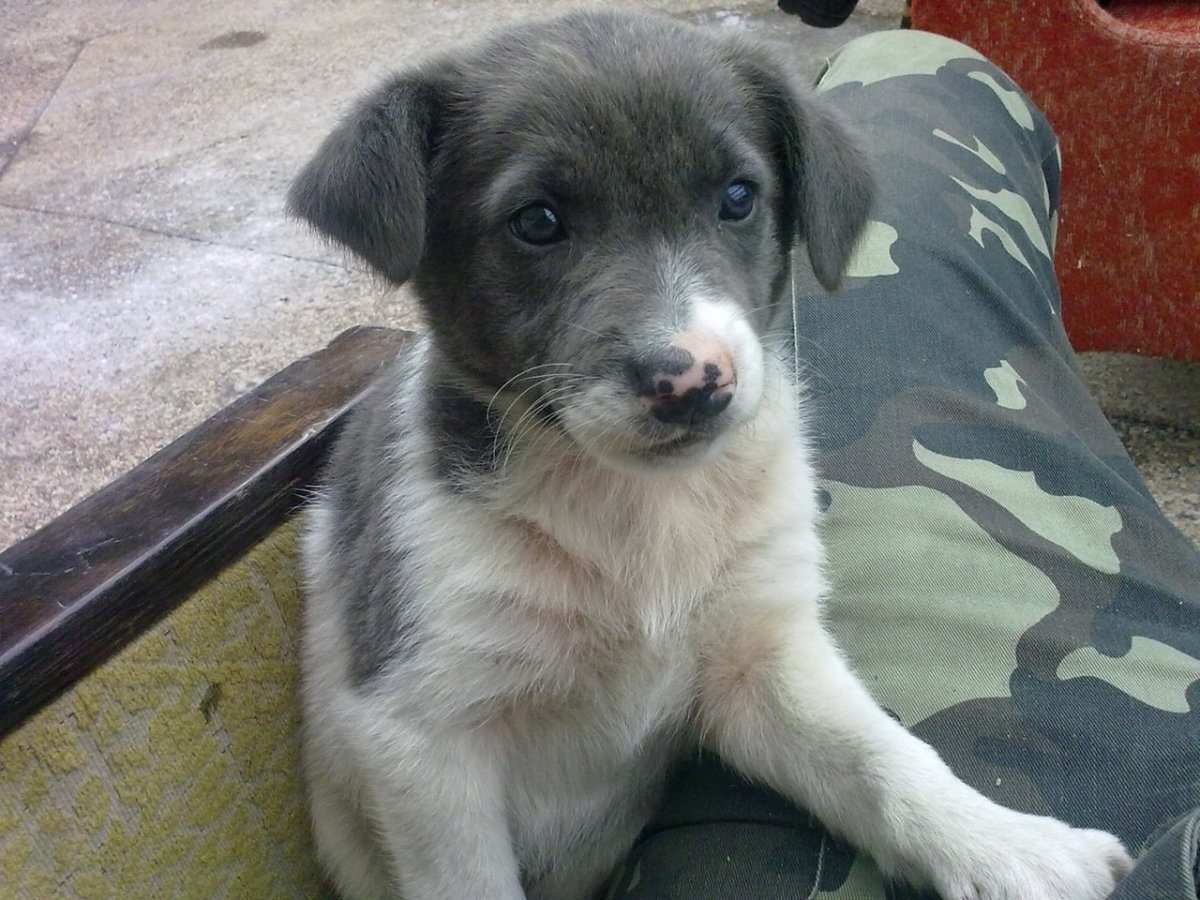 Дворняги ищут дом