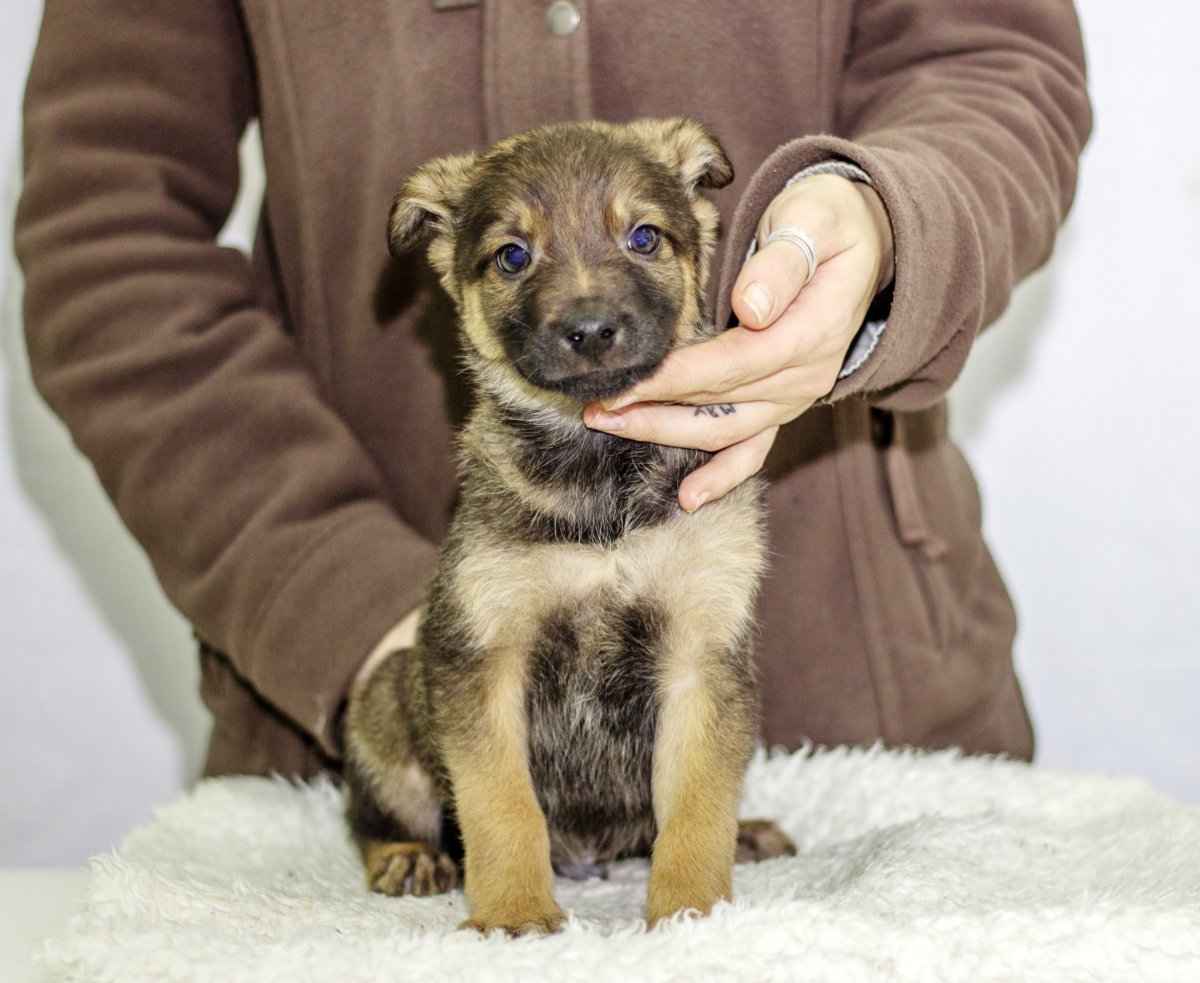 Дворняжка черная с коричневым