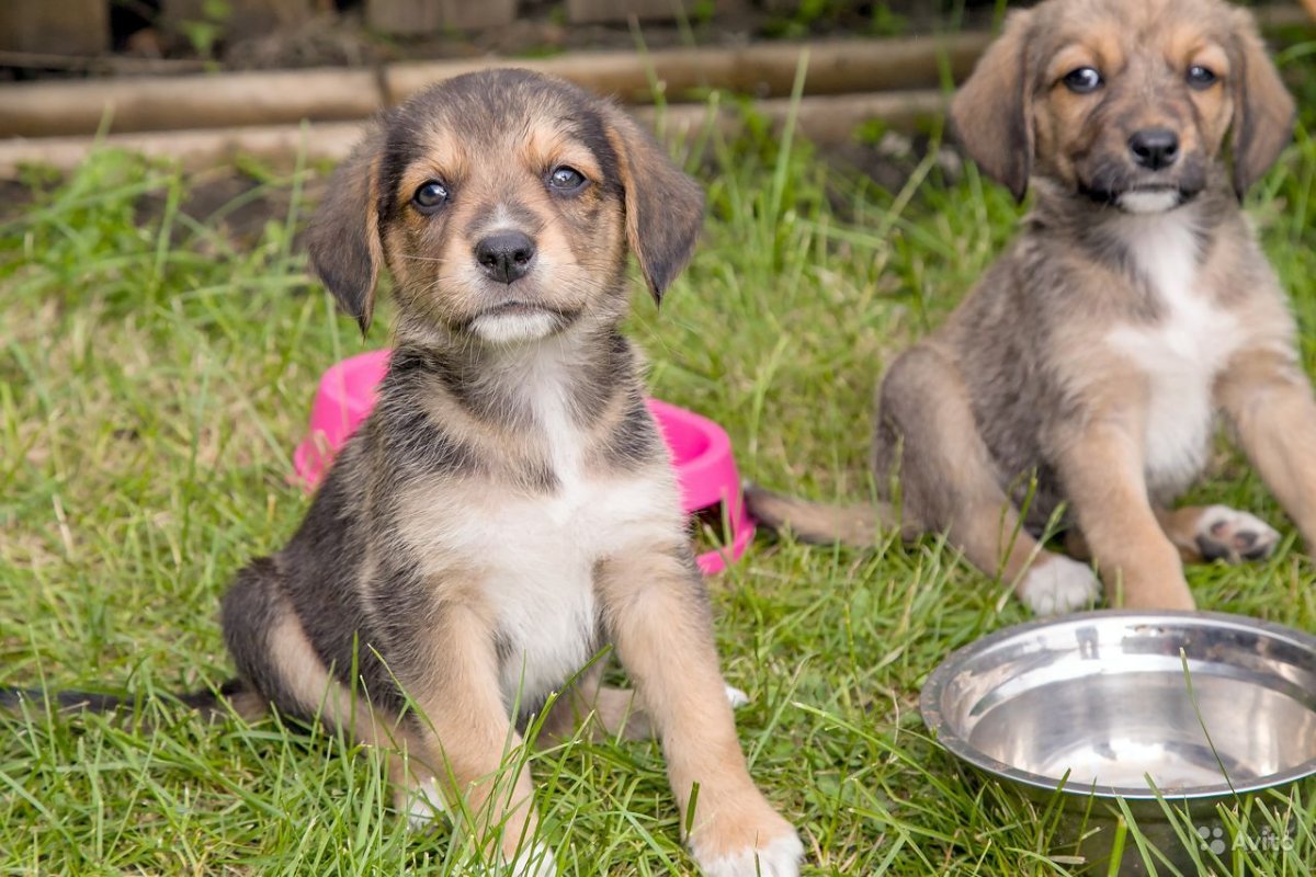 Коричнево белый щенок дворняга