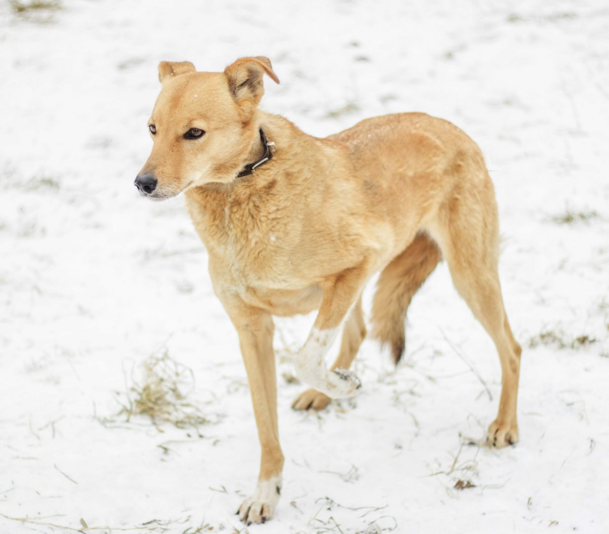 Дворняжка собака