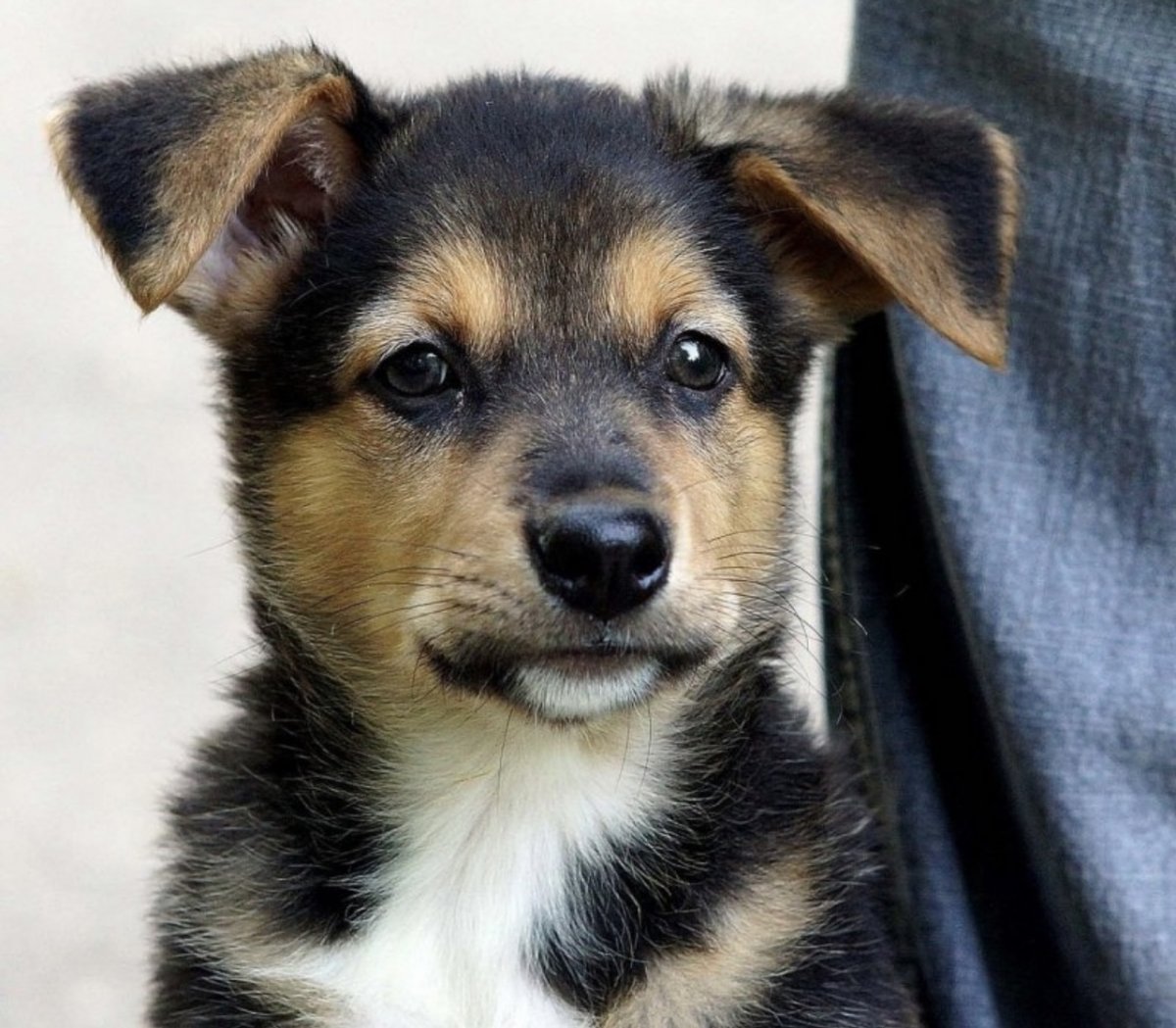 Дворняжка собака большая