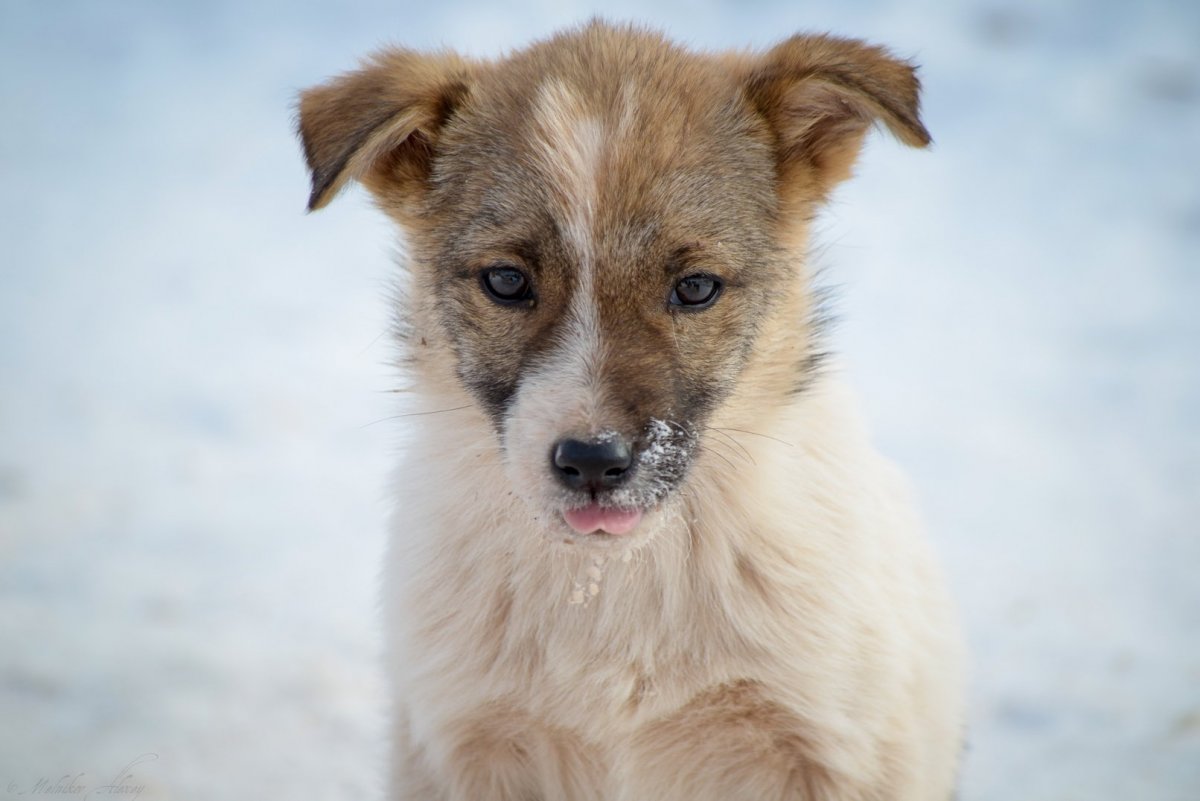 Аусси коричневый Мерль