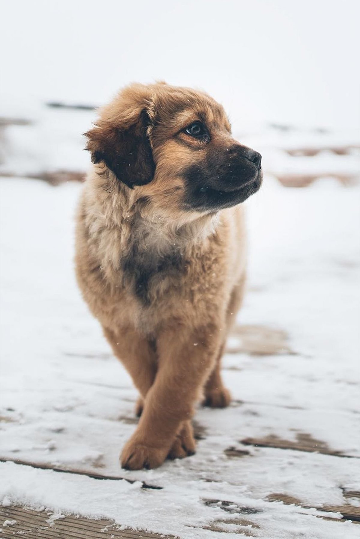 Далматинец фото маленького при маленького щенка