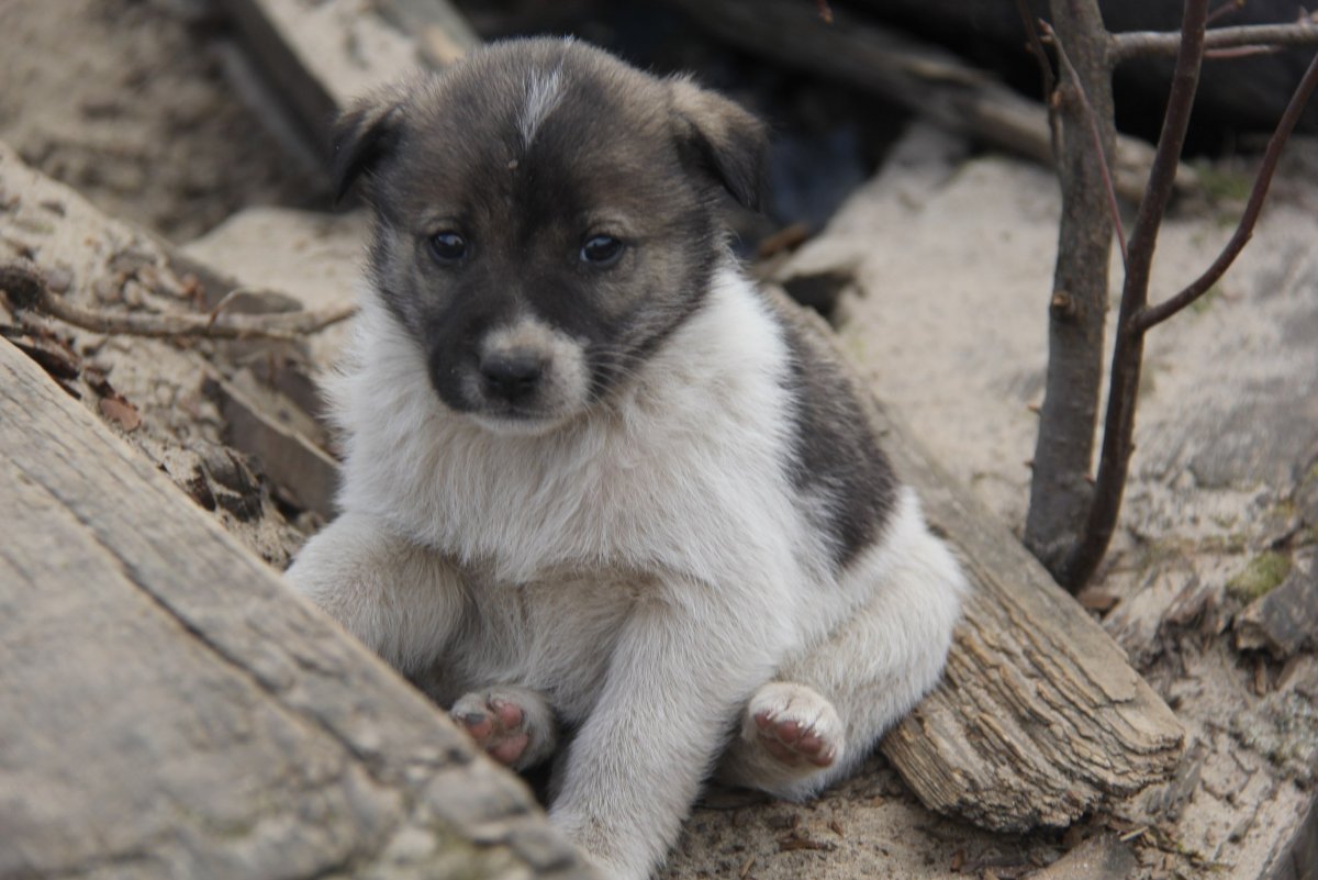 Беспородные щенки