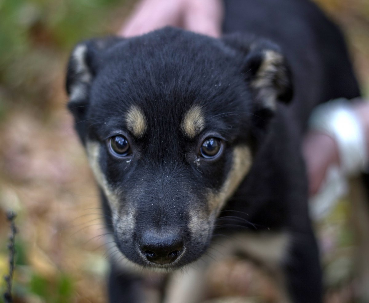 Любовь дворняжек