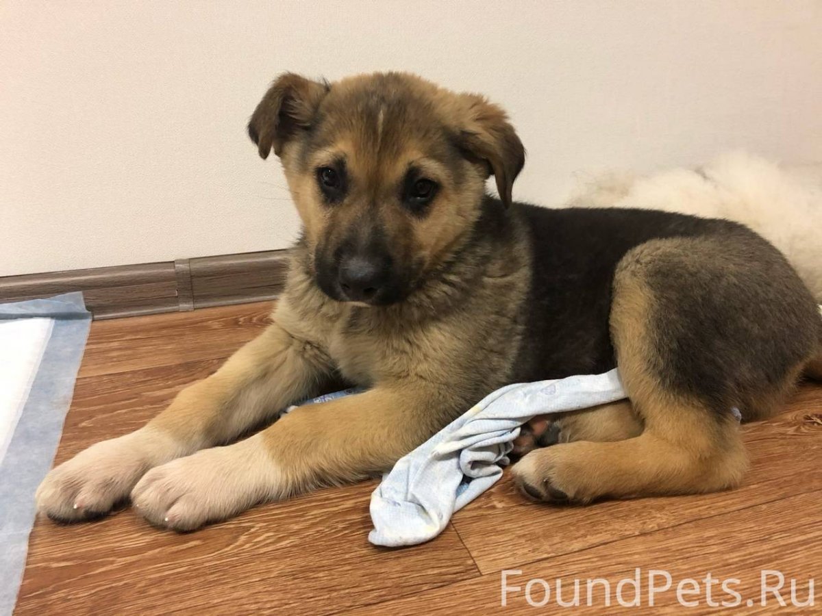 Порода собак дворняжка