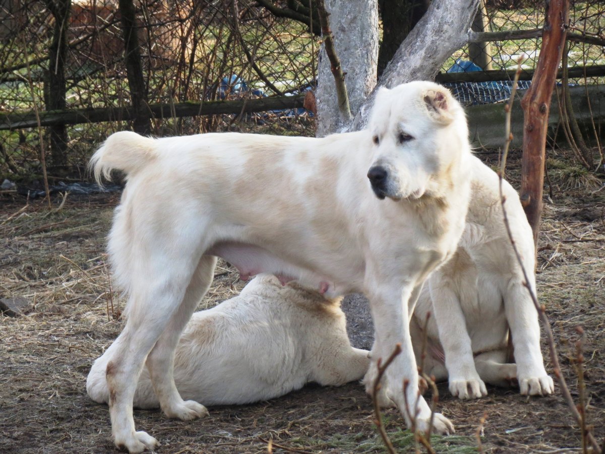 Алабай с некупированными ушами