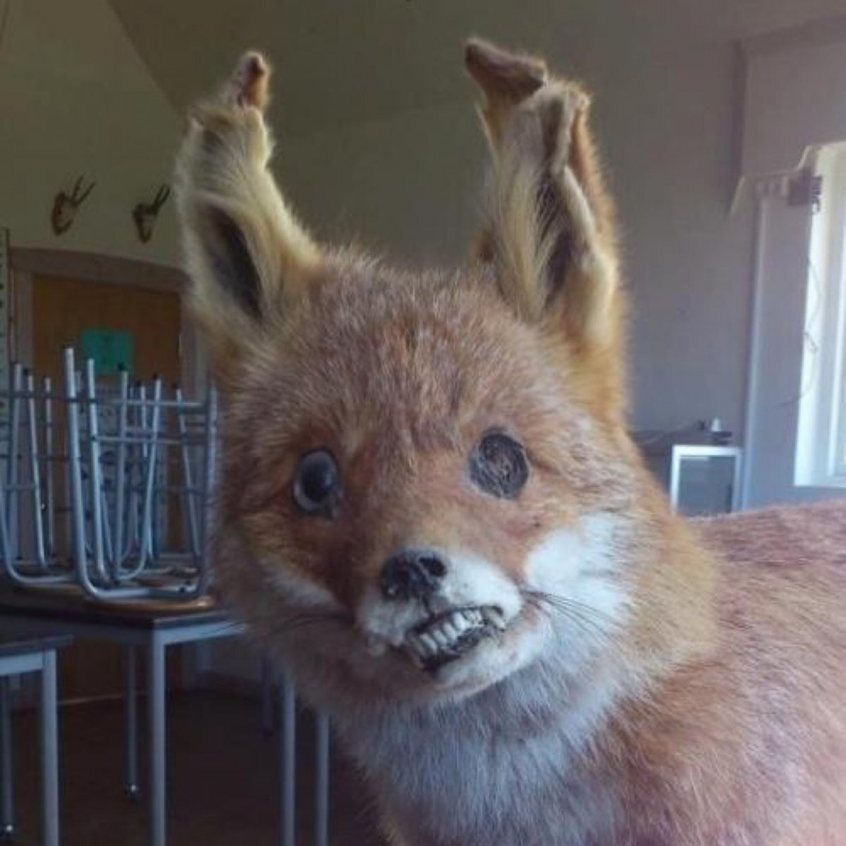 Волки хууууй