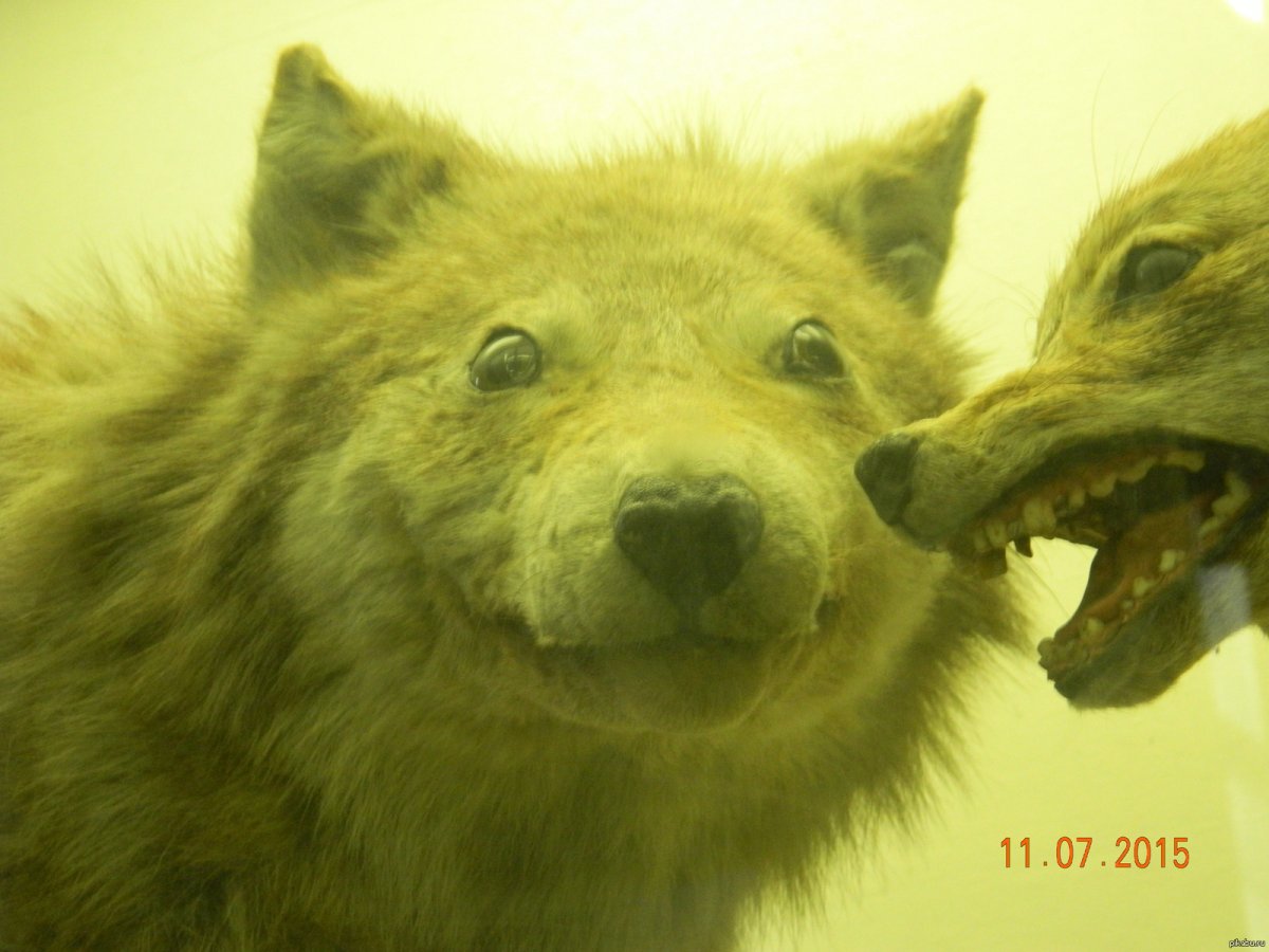 Упоротые чучела животных