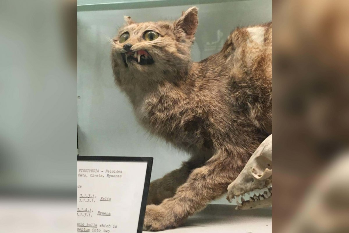 Чучело лисы