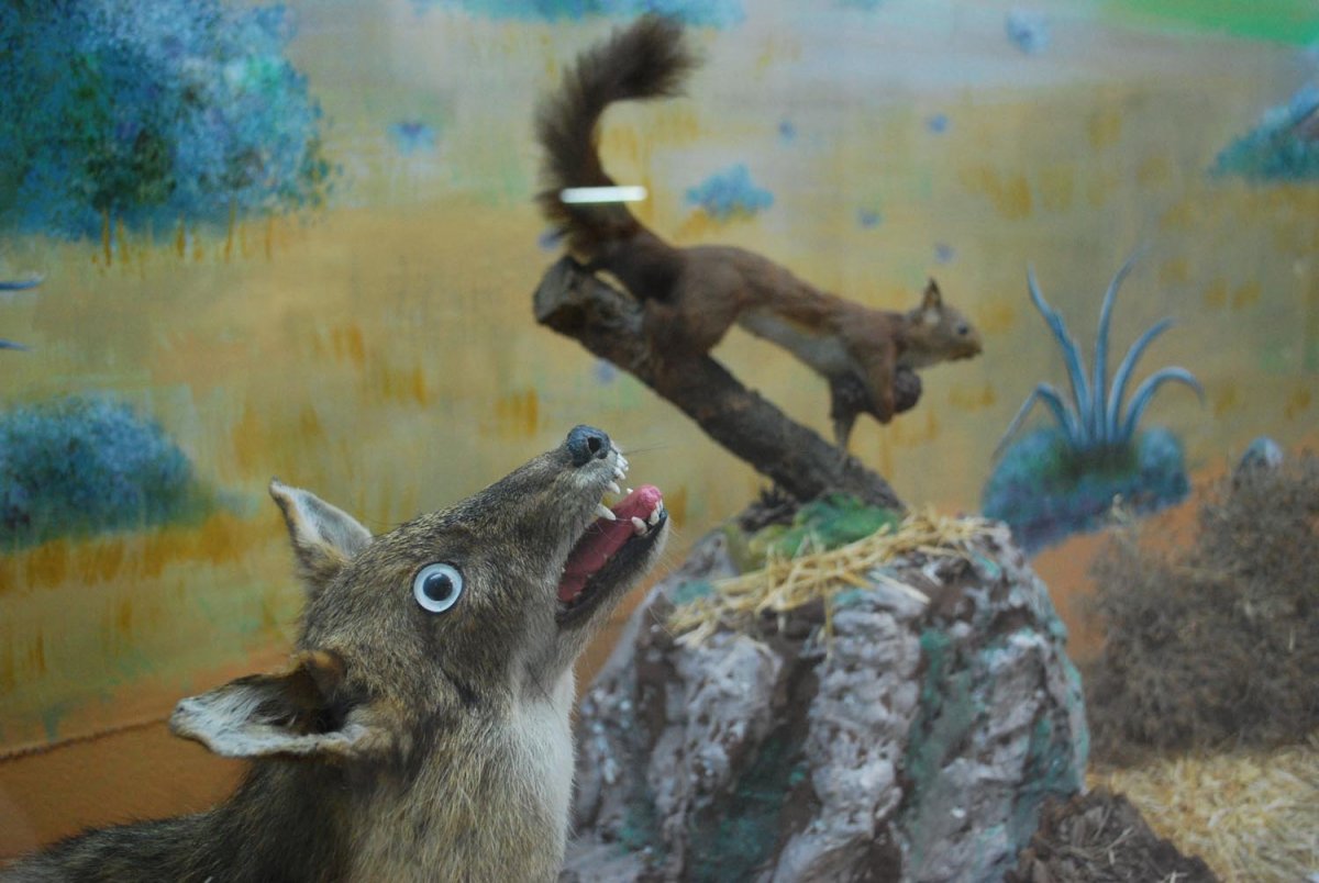 Уродливые чучела животных