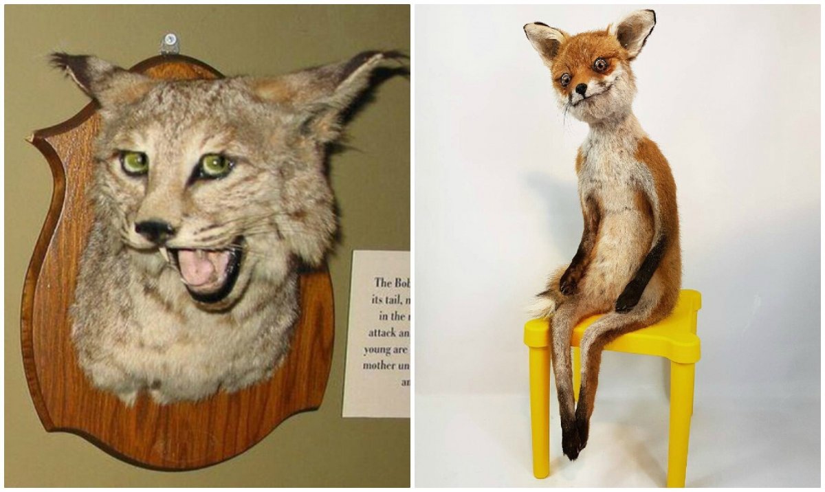 Смешные чучела животных