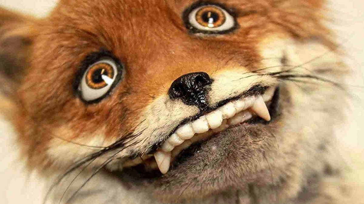 Страшная лиса