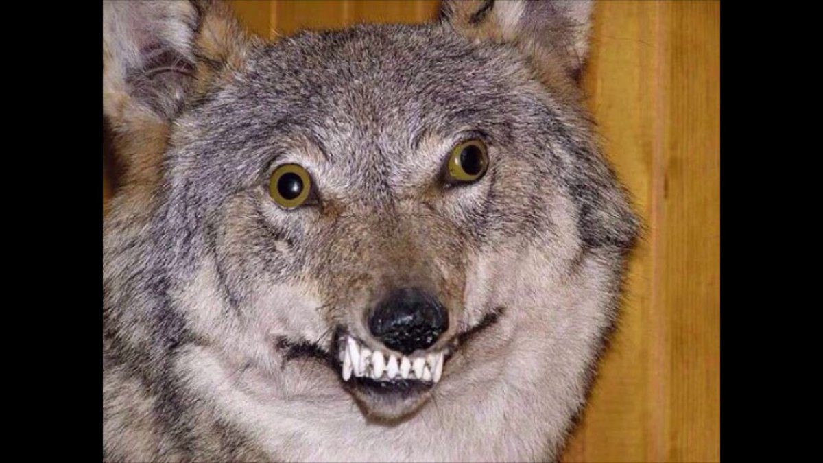 Маттео Гарроне таксидермист