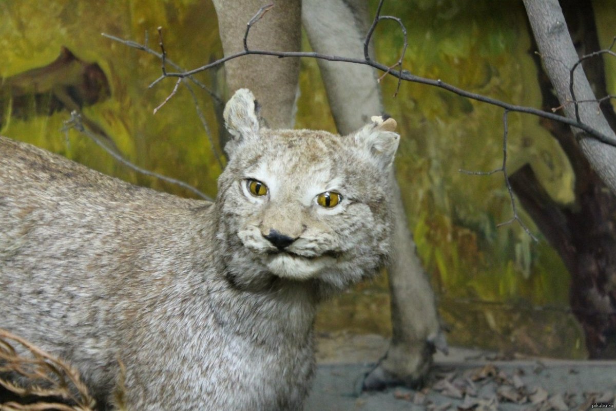 Страшные чучела животных