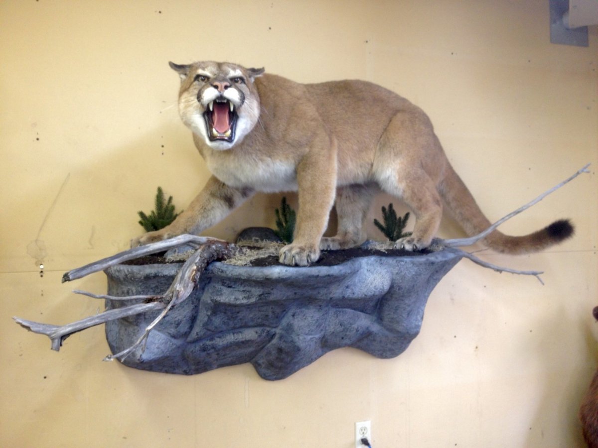 Калифорнийский Гризли