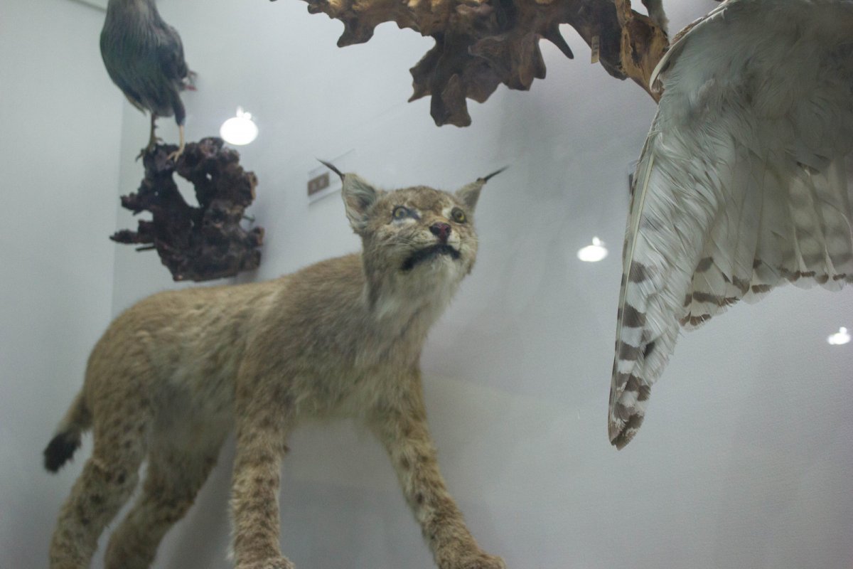 Таксидермист Сергей Зверев